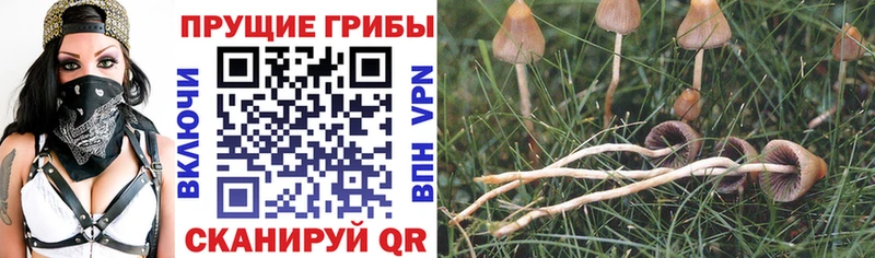Псилоцибиновые грибы Psilocybine cubensis  купить наркотик  блэк спрут ССЫЛКА  Вольск 