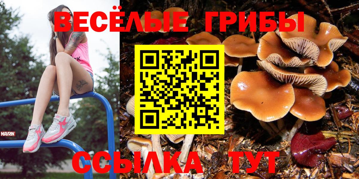 Вольск  Псилоцибиновые грибы мицелий  Вход с VPN  Псилоцибиновые грибы GOLDEN TEACHER 
